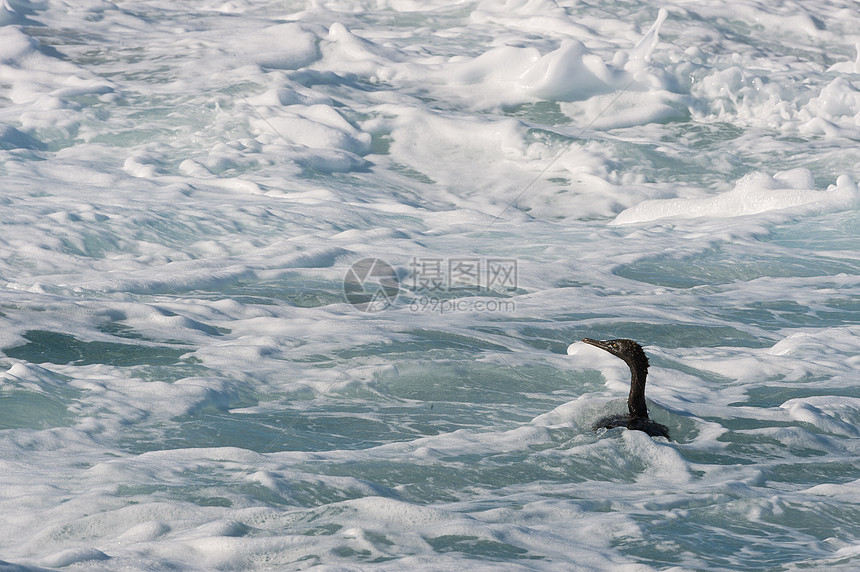 Cormorant角在泡沫水中游泳图片