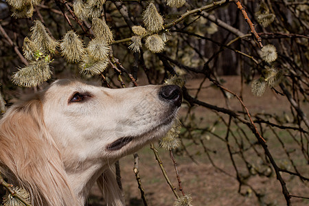 莎露琪和鲜花猎犬棕色植物群水平白色植物动物宠物黑色食肉图片