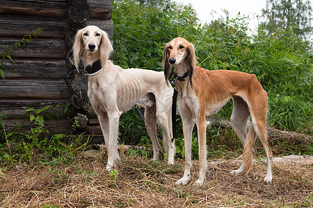 白色和棕色沙露小屋猎犬黑色房子动物食肉衣领木头宠物绿色图片