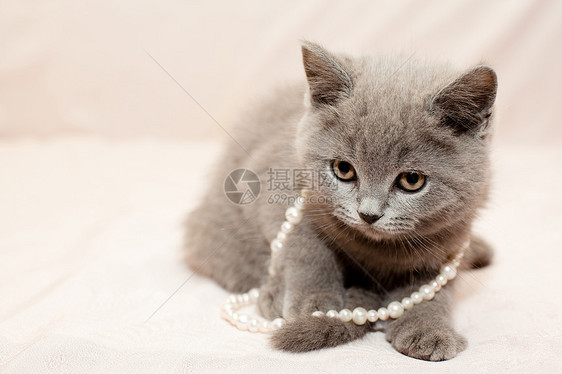 灰小猫宠物水平动物兴趣毛皮珠子姿势粉色灰色婴儿图片