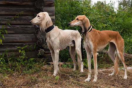 白色和棕色沙露木头小屋猎犬衣领刺激水平宠物动物房子黑色图片