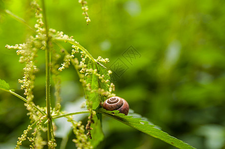 树叶上的钉子植物荨麻动物学青铜荒野蜗牛生物学扇贝绿色宏观图片