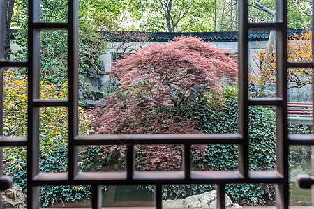 黄玉阳花园 上海瓷树图片