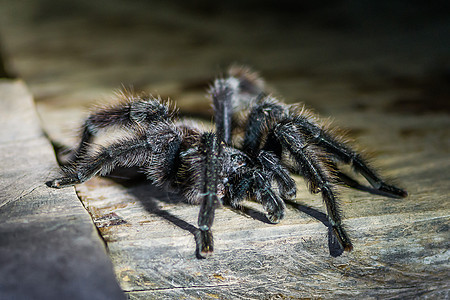 的秘鲁亚马逊丛林中的黑旅行地方蜘蛛宏观地标昆虫野生动物狼蛛目的地自然公园图片