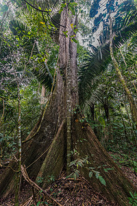 秘鲁的秘鲁亚马逊丛林图片
