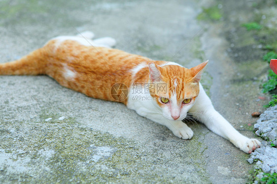 街头猫宠物动物毛皮哺乳动物婴儿小猫猫咪图片