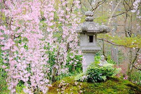 樱花灯笼日本花园中的樱花树背景