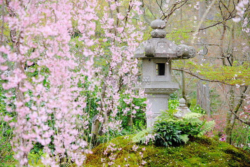 日本花园中的樱花树图片
