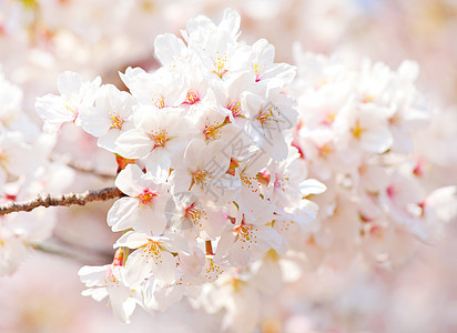 樱桃季节樱花粉色宏观白色花园背景图片