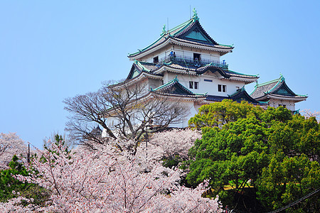 日本在Wakayama的日本城堡天际白色文化吸引力世界历史性皇帝历史建筑学蓝色图片