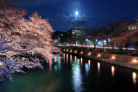 日本樱桃比瓦运河湖 夜里带萨库拉背景