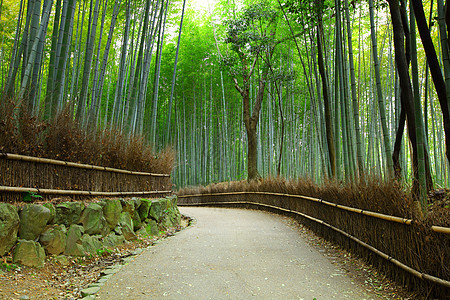 京都的竹竹林丛林栅栏森林叶子小路树林地标游客木头人行道图片