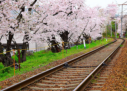有铁路的樱树图片