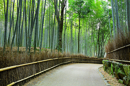 日本京都的竹竹林图片