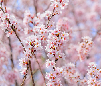 樱桃宏观樱花季节花瓣粉色植物图片