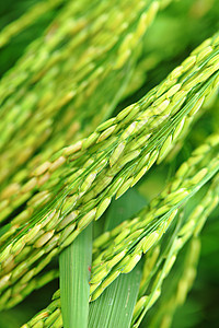 新鲜稻田水稻厂乡村农村季节植物农场叶子宏观农业绿色收成图片