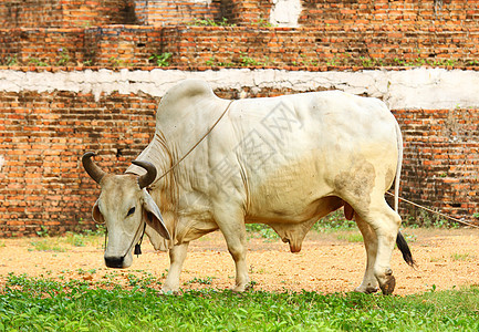 白奶牛动物白色黄色土地棕色乡村国家场地农场黑色图片