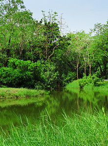 森林和湖泊叶子场景草地池塘绿色蓝色反射沼泽树木全景图片