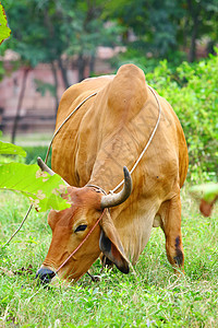 奶牛农业绿色农场棕色场景场地黄色乡村土地哺乳动物图片