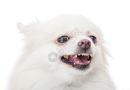 白色罗马狗叫声血统动物毛皮工作室宠物棕色红色哺乳动物情感小狗图片