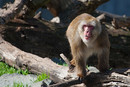 马卡克雪猴子的柔性焦点动物毛皮旅游野生动物公园哺乳动物石头栖息地荒野头发图片