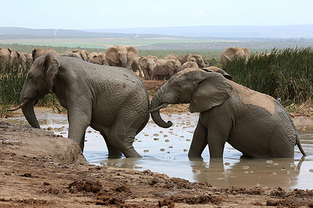 大象泥浴荒野灰色耳朵冷却野生动物游泳树干哺乳动物动物洗澡图片