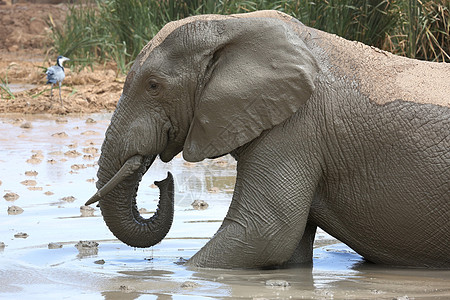 大象泥浴哺乳动物动物耳朵树干游泳荒野野生动物獠牙洗澡灰色图片
