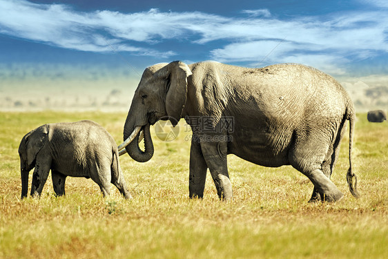 非洲布什大象少年荒野獠牙奶牛大草原陆地野生动物动物群女性小牛图片
