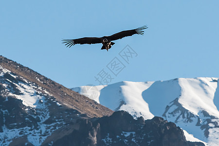 在秘鲁号上飞行的安第斯神鹰山脉峡谷目的地野生动物旅行秃鹰动物图片