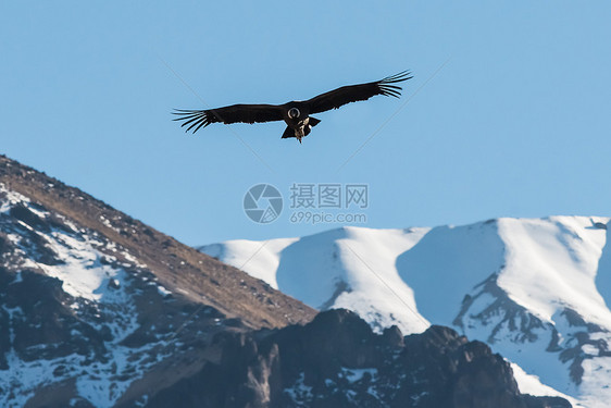 在秘鲁号上飞行的安第斯神鹰山脉峡谷目的地野生动物旅行秃鹰动物图片