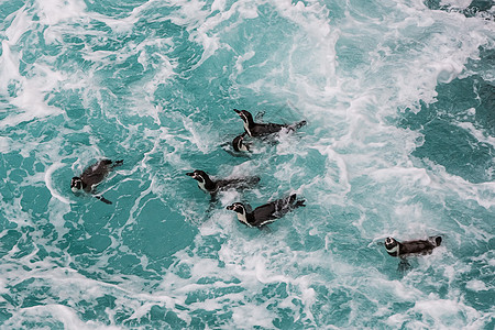 洪堡德企鹅在秘鲁伊卡的游风海岸游泳图片