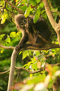 坐在一棵树旁的年轻光辉朗古人 昂钟全国马叶子公园丛林叶猴哺乳动物森林丁字裤动物国家荒野图片