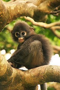 坐在一棵树旁的年轻光辉朗古人 昂钟全国马动物叶子叶猴丁字裤哺乳动物国家森林热带公园野生动物图片