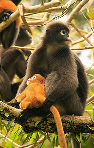 旁观者朗古坐在一棵树上 与一个婴儿安钟娜迪奥坐在一起热带灵长类国家丛林母亲丁字裤公园橙子动物荒野图片
