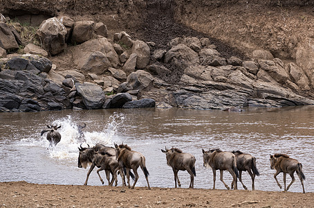 在大迁徙时跨越马拉河的野生生物(Wildebeests)图片
