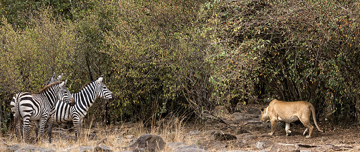 非洲狮子猎食斑马图片