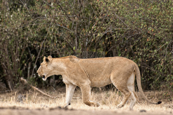 非洲狮子公园大草原动物日光食肉跑步哺乳动物野生动物大猫母狮图片