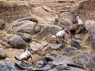 大型野生生物移徙移民角马石头羚羊动物群哺乳动物马拉动物银行野生动物图片