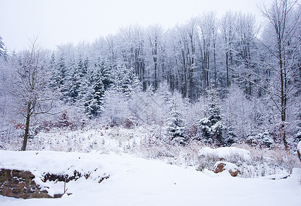 冬季风景树木降雪季节天气下雪白色天空公园童话风暴图片