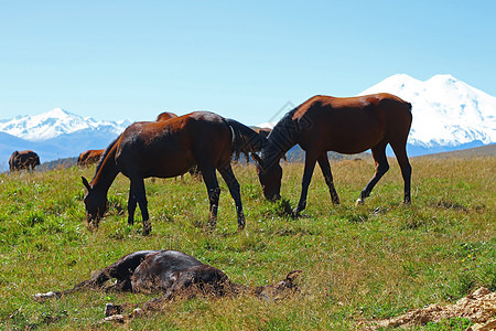 夏季秋天的考克斯草地上的马爬坡农村牧场植物群自由风景天空草地哺乳动物绿色植物图片