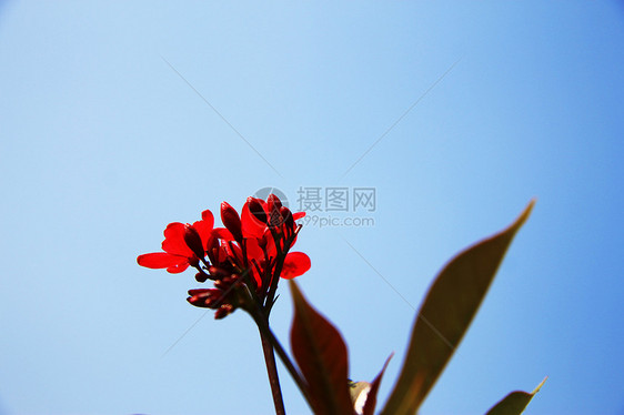 花朵在灌木丛的树枝上开花季节粉色叶子生长花瓣植物群衬套宏观绿色植物学图片