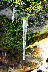 森林中石头上挂着的冻冰棒季节岩石白色苔藓绿色天气冰柱植物冻结水晶图片
