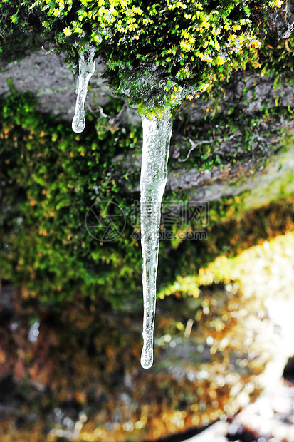森林中石头上挂着的冻冰棒季节岩石白色苔藓绿色天气冰柱植物冻结水晶图片