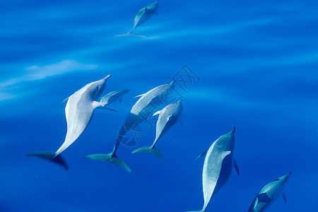 Kauai海岸外的海豚游泳哺乳动物野生动物学校荒野团体热带家庭海洋蓝色图片