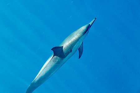 Kauai海岸外的海豚团体荒野家庭哺乳动物学校蓝色海洋野生动物游泳热带图片