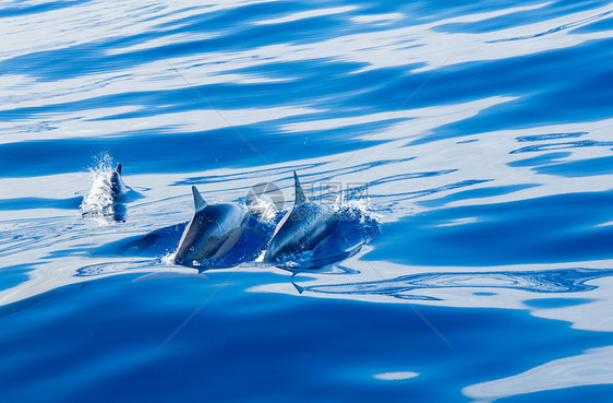 Kauai海岸外的海豚哺乳动物家庭蓝色学校荒野游泳热带团体野生动物海洋图片