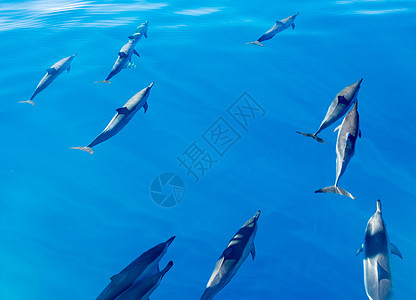 Kauai海岸外的海豚哺乳动物海洋团体学校热带家庭游泳蓝色野生动物荒野图片