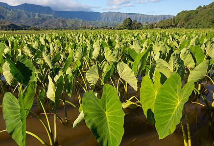 在Kauai的Hanalei山谷的Taro植物图片