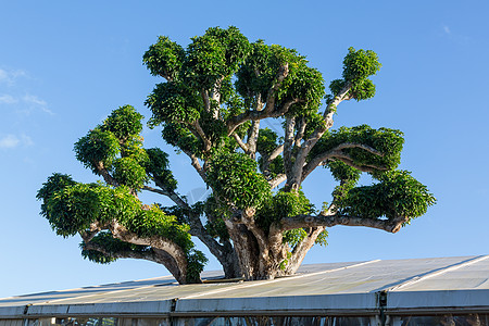 种植在屋顶上的大树图片
