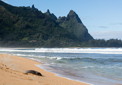 Kauai海滩隧道上的海豹天堂海狮海岸线休息丛林濒危荒野假期山脉支撑图片